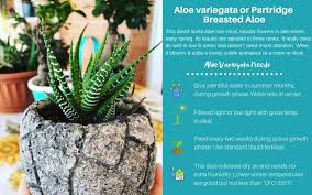 Chin cacti can come in many different colors, including variegated versions that have the neon pinks, reds. 17 Stylish Low Light Succulents And Cacti For Growing Indoors