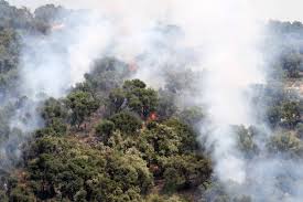 Il grave incendio di pescara, distrutta la zona della pineta. 41ea7oyam Ipxm