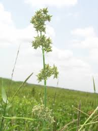 Image result for Fuirena stricta