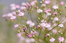 Is baby's breath flowers poisonous. Gypsophila Baby S Breath Plant Care Tips Horticulture Co Uk