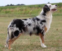 Are miniature american shepherds good family dogs? Miniature American Shepherd Jackys Hunde Wiki Fandom