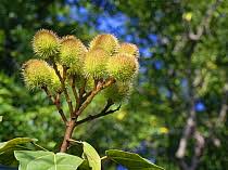 Image result for Bixaceae