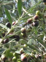 Check spelling or type a new query. Arbequina Olive Tree Just Fruits And Exotics