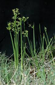 Image result for Cyperus denudatus