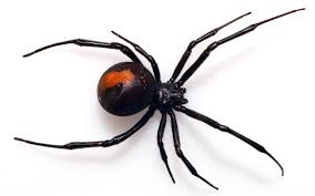 Yes, female black widows are poisonous, while males are not. Venomous Spider Bites Man Sitting On The Toilet