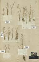 Image result for Triglochin bulbosa