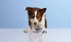 23 Human Foods Dogs Can Eat, From Apples to Zucchinis | Chewy
