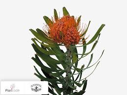 Image result for Leucospermum saxosum