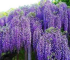 Pin On Gardening