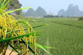Le Riz Aliment Essentiel