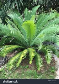 Image result for Acrostichum aureum