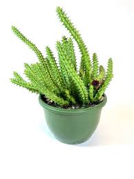 Image result for Huernia kirkii