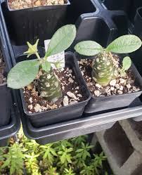 Image result for Dorstenia buchananii