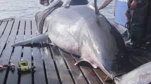 Great White Shark Martha Pings Off Nj As More Predators Swim North
