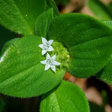 Image result for Richardia brasiliensis