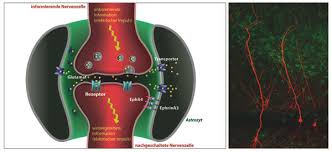 Sie besitzen zahlreiche dendriten (informationseingänge) und ein axon (informationsausgang). Details Zum Glutamattransport Zwischen Nervenzellen Ergrundet