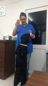 Happy pets veterinary hospital provides high quality veterinary care for dogs and cats near south bound brook, nj. Happy Pets Veterinary Clinic Vastrapur Pet Clinics In Ahmedabad Justdial