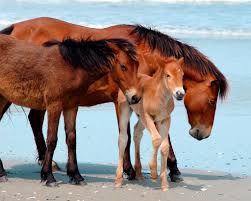 Check out our corolla horses selection for the very best in unique or custom, handmade pieces from our prints shops. Wild Horses Fate In Outer Banks Lies In Preservation Clash The New York Times