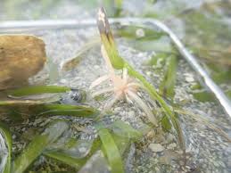 Image result for Thalassia hemprichii
