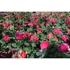 Rosen wirken in jedem garten als herrlicher blickfang. Rosen Online Kaufen Bei Obi Obi De