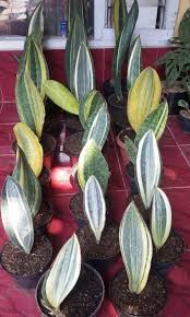 One of my wish list plants, whale fin sansevieria masoniana. Variegated Whale Fins Sansevieria Sansevieria Masoniana Furniture Home Living Gardening Plants Seeds On Carousell
