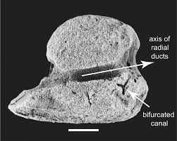 Image result for Osyridicarpos