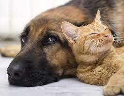 Maybe you would like to learn more about one of these? Support In Dealing With Pet Loss From The Illinois State Veterinary Medical Association