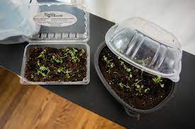 How to make a mini greenhouse. Diy Mini Greenhouse Seed Starters Hgtv
