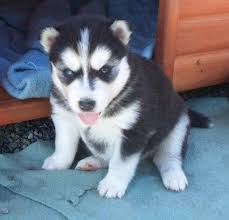 Husky puppies for sale internationally. Blue Eyed Siberian Husky Price In India Novocom Top