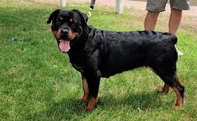 Image result for Rotala gossweileri