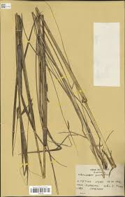 Image result for Diheteropogon