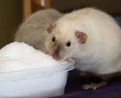 Pin By Ribbon Kitten On Animal Kingdom Pet Rats Pets Animals