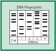What do you need in order to do a dna paternity test? Https Core Docs S3 Amazonaws Com Documents Asset Uploaded File 514507 Forensics Day 2 Hovanec Pdf