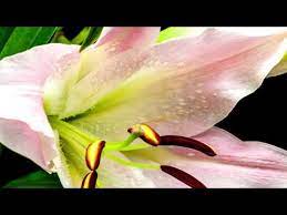 Tec estado de mexico lago de guadalupe. Hi Do10zs0tm9m