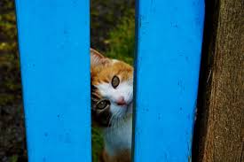 Résultat de recherche d'images pour "wahou chat"