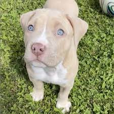 Pit Bulls With Blue Eyes Health Risks Tips Care Pictures Faqs Canine Bible