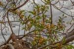 Image result for Agelanthus lugardii
