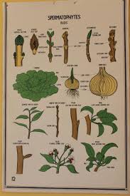 Vintage Smallwood Botanical Chart 12 Spermatophytes Plant