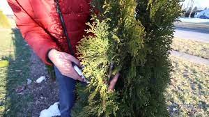 Hello i have a friend that wants me to trim the lower dead and some live birtch and ash trees breaches. How To Prune Your Arborvitaes Like A Pro Youtube