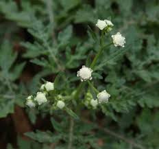 Image result for Parthenium hysterophorus