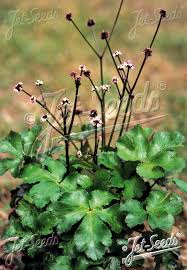 Image result for Sanicula