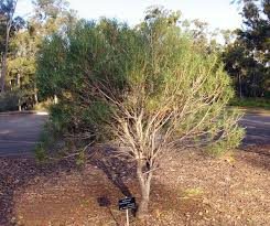 Image result for Oldfieldia