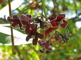 Image result for Sterculia subviolacea