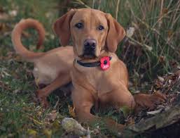 The Vizsla Dog An Active Loyal Pup K9 Web