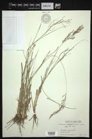 Image result for Eragrostis gangetica
