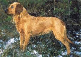 Image result for štýrský brakýř