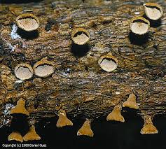 Image result for Porodisculus pendulus