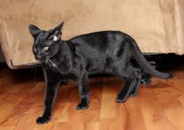 Savannah f2 cat loves water! F2 Black Savannah Cat Safari F2 Savannah Cat Out Of Cheetah Gorgeous Cats Savannah Kitten Beautiful Cats