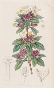 Image result for Lankesteria