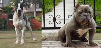 The bully kutta or pakistani bully also knows as the beast from the east. Bully Kutta Vs American Bully Breed Comparison Mydogbreeds
